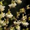 Lonicera Fragrantissima 1 Lonicera Fragrantissima -Garden Plant Store pl0000004101