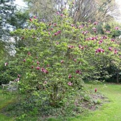 Magnolia Liliiflora 'Nigra' 8 Magnolia Liliiflora 'Nigra' -Garden Plant Store pl0000004135 card3 lg