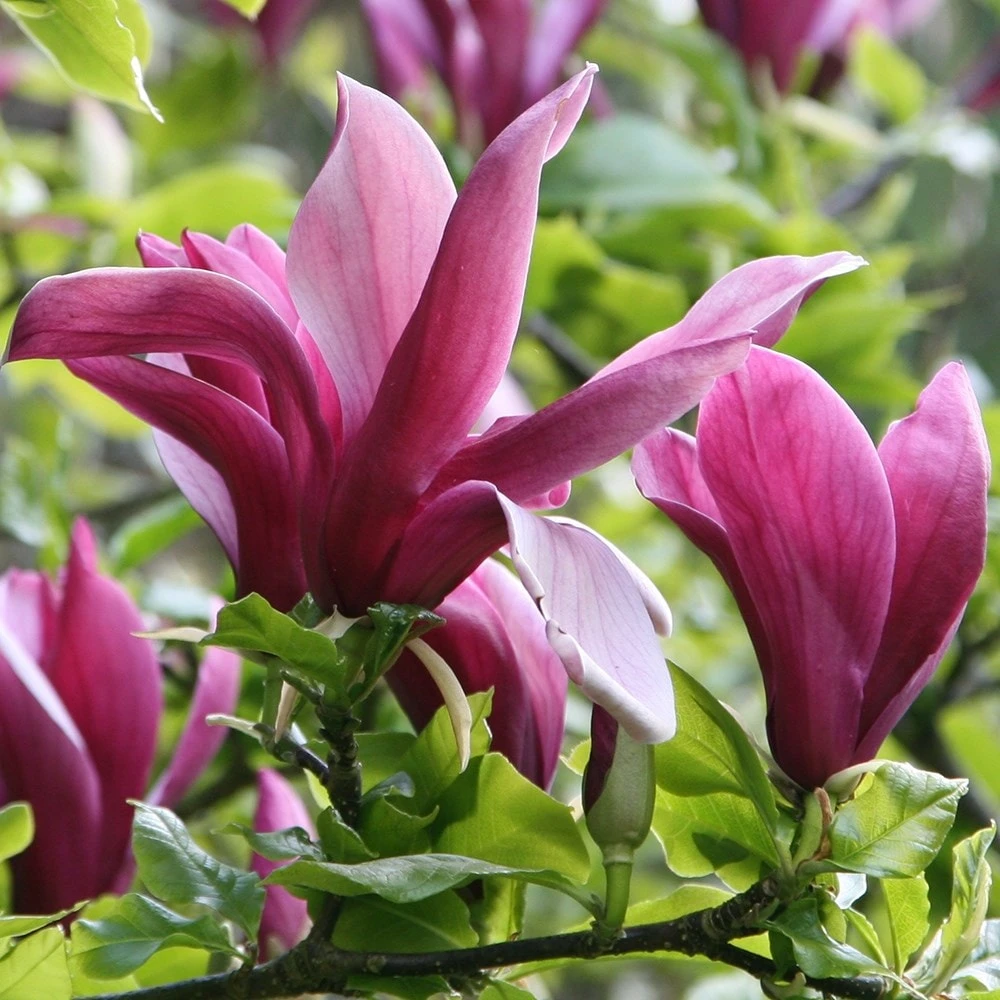 Magnolia Liliiflora 'Nigra' 6 Magnolia Liliiflora 'Nigra' - Image 4
