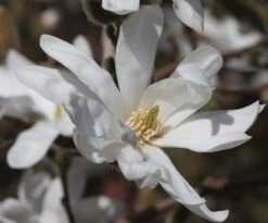 Magnolia Stellata -Garden Plant Store pl0000004139 card3 lg