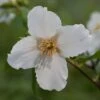 Philadelphus 'Belle Étoile' 2 Philadelphus 'Belle Étoile' -Garden Plant Store pl0000004184