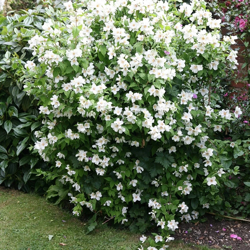 Philadelphus 'Belle Étoile' 4 Philadelphus 'Belle Étoile' - Image 2