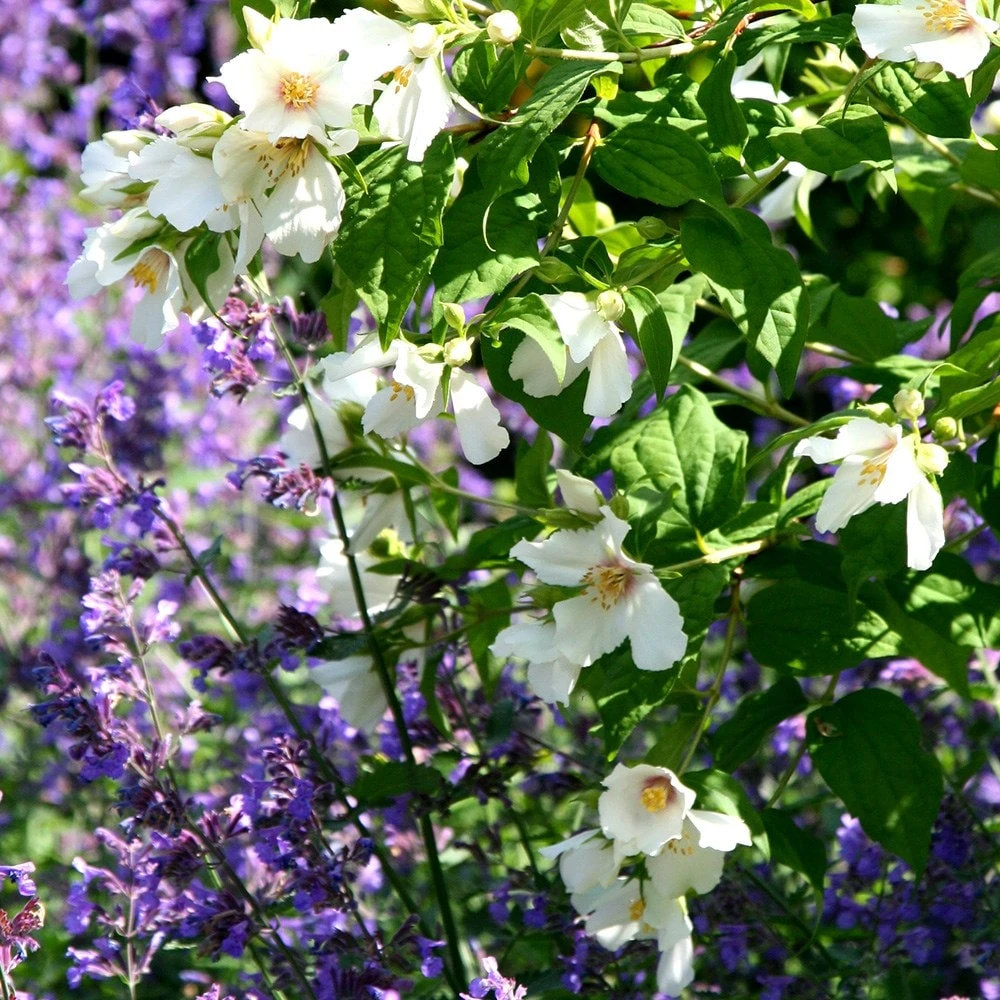 Philadelphus 'Belle Étoile' 5 Philadelphus 'Belle Étoile' - Image 3