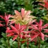 Pieris Japonica 'Mountain Fire' 2 Pieris Japonica 'Mountain Fire' -Garden Plant Store pl0000004241