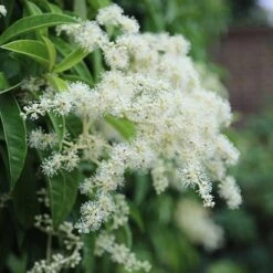 Pileostegia Viburnoides 7 Pileostegia Viburnoides -Garden Plant Store pl0000004247 card3 lg