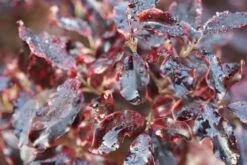 Pittosporum Tenuifolium 'Tom Thumb' 11 Pittosporum Tenuifolium 'Tom Thumb' -Garden Plant Store pl0000004262 card4 lg