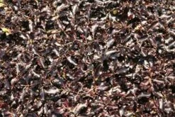 Pittosporum Tenuifolium 'Tom Thumb' 12 Pittosporum Tenuifolium 'Tom Thumb' -Garden Plant Store pl0000004262 card5 lg