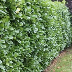 Prunus Laurocerasus 'Rotundifolia' 8 Prunus Laurocerasus 'Rotundifolia' -Garden Plant Store pl0000004306 card3 lg