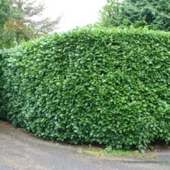 Prunus Laurocerasus 'Rotundifolia' 9 Prunus Laurocerasus 'Rotundifolia' -Garden Plant Store pl0000004306 card4 lg