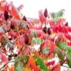 Rhus Typhina -Garden Plant Store pl0000004323