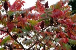 Rhus Typhina 11 Rhus Typhina -Garden Plant Store pl0000004323 card4 lg