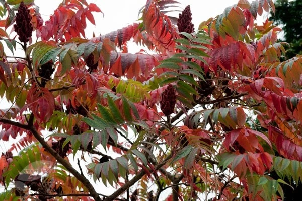 Rhus Typhina 6 Rhus Typhina - Image 4