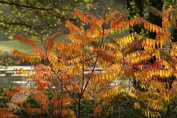 Rhus Typhina 7 Rhus Typhina - Image 5