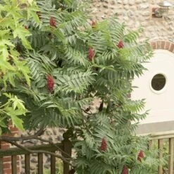 Rhus Typhina 13 Rhus Typhina -Garden Plant Store pl0000004323 card6 lg