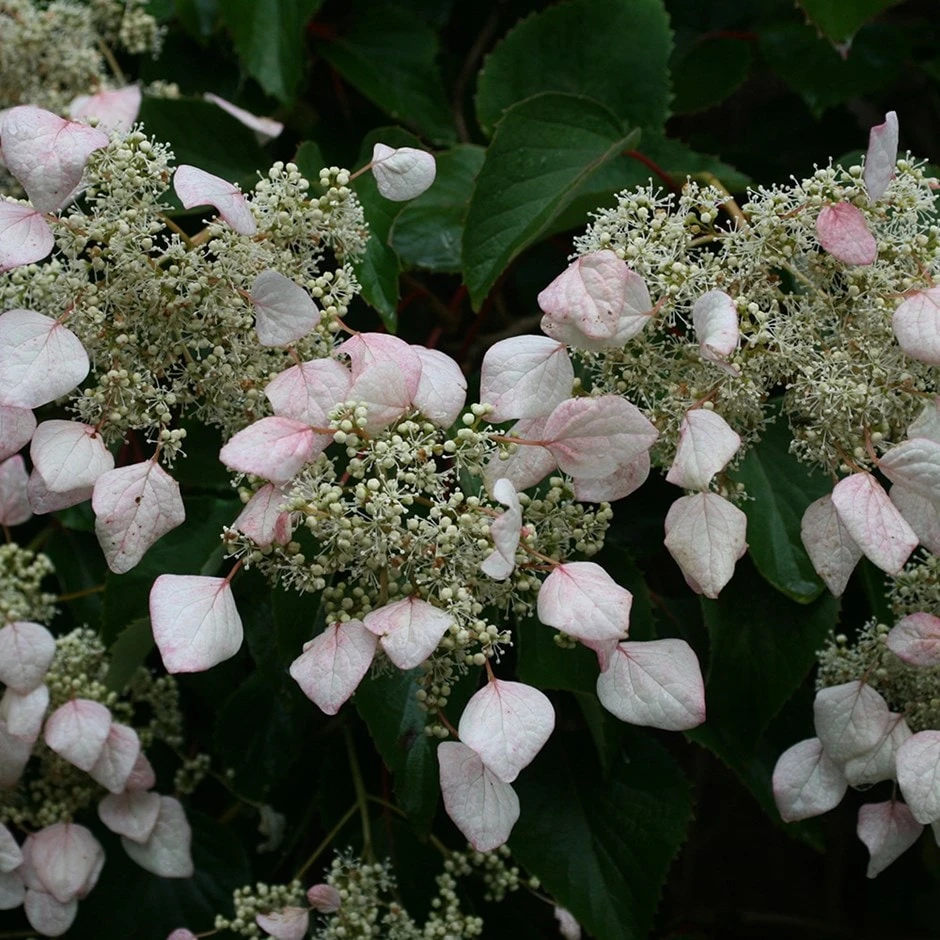 Schizophragma Hydrangeoides 3 Schizophragma Hydrangeoides