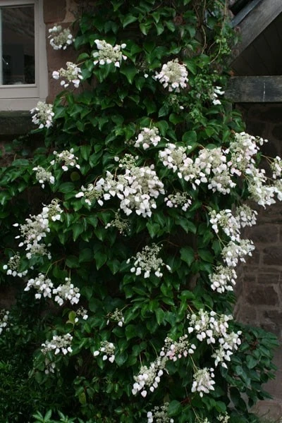 Schizophragma Hydrangeoides 4 Schizophragma Hydrangeoides - Image 2