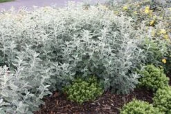 Brachyglottis (Dunedin Group) 'Sunshine' -Garden Plant Store pl0000004376 card2 lg