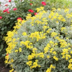 Brachyglottis (Dunedin Group) 'Sunshine' -Garden Plant Store pl0000004376 card3 lg