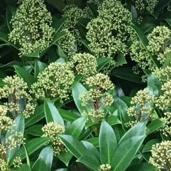 Skimmia Japonica 'Fragrant Cloud' (male) 7 Skimmia Japonica 'Fragrant Cloud' (male) -Garden Plant Store pl0000004382 card3 lg