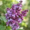 Syringa Vulgaris 'Charles Joly' -Garden Plant Store pl0000004447
