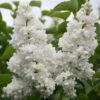 Syringa Vulgaris 'Madame Lemoine' -Garden Plant Store pl0000004449