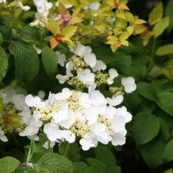 Viburnum Plicatum F. Tomentosum 'Mariesii' -Garden Plant Store pl0000004476 card4 lg