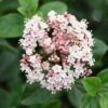 Viburnum Tinus 'Eve Price' -Garden Plant Store pl0000004483