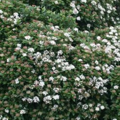 Viburnum Tinus 'Eve Price' -Garden Plant Store pl0000004483 card3 lg