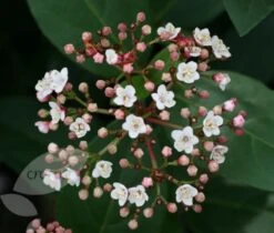 Viburnum Tinus 'Eve Price' -Garden Plant Store pl0000004483 card4 lg