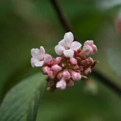 Viburnum × Bodnantense 'Dawn' -Garden Plant Store pl0000004489 card3 lg