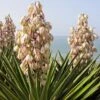 Yucca Filamentosa 2 Yucca Filamentosa -Garden Plant Store pl0000004537
