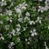 Clematis 'Alba Luxurians'