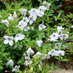 Clematis 'Alba Luxurians' -Garden Plant Store pl0000007066 card4 lg