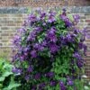 Clematis 'Polish Spirit' -Garden Plant Store pl0000007068