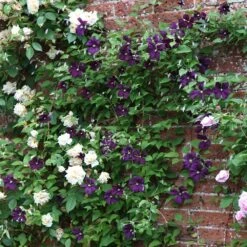 Clematis 'Polish Spirit' -Garden Plant Store pl0000007068 card3 lg