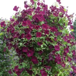 Clematis 'Royal Velours'