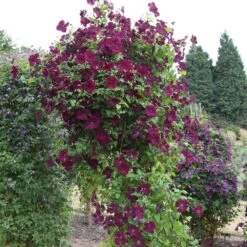 Clematis 'Royal Velours' -Garden Plant Store pl0000007069 card3 lg