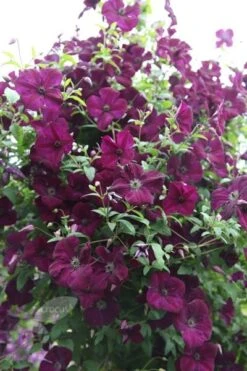 Clematis 'Royal Velours' -Garden Plant Store pl0000007069 card4 lg