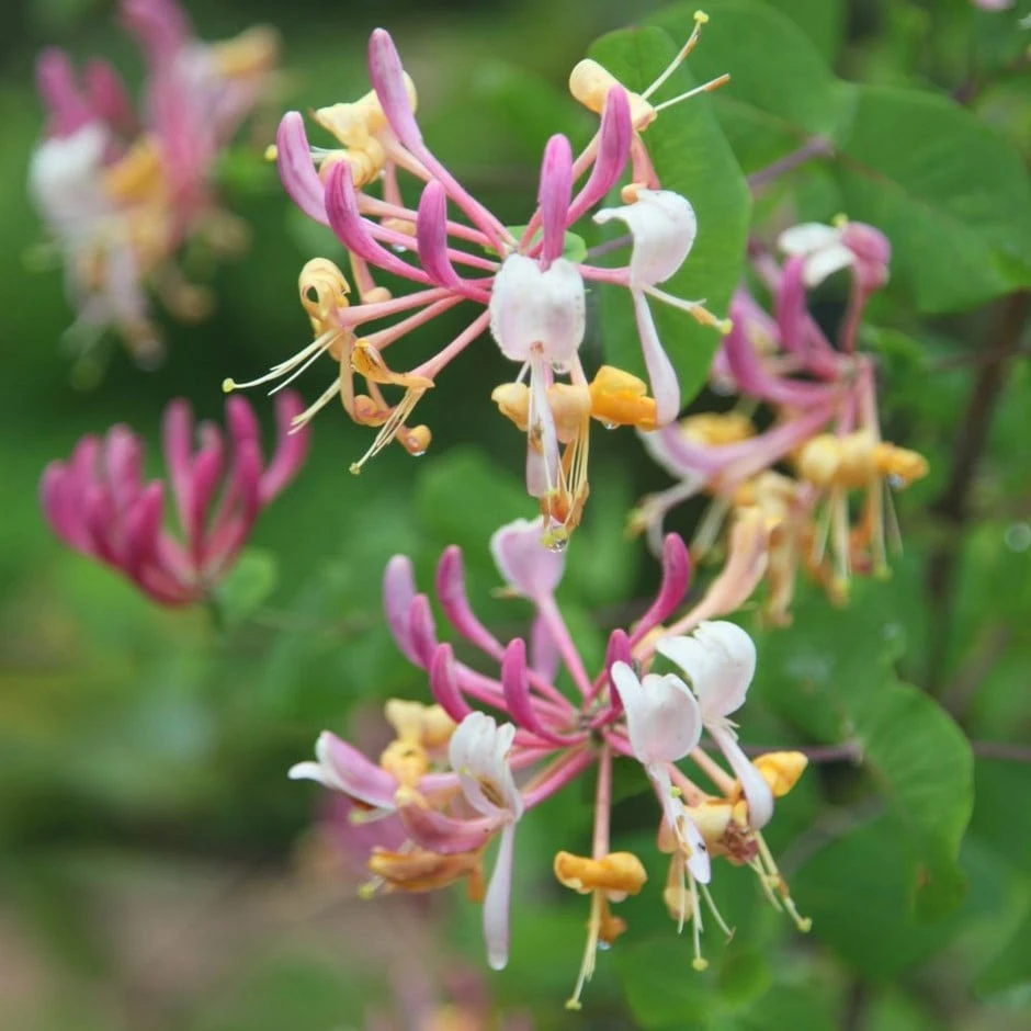 Lonicera × Americana 3 Lonicera × Americana