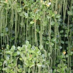 Itea Ilicifolia