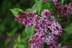 Syringa Vulgaris 'Sensation' -Garden Plant Store pl0000008055 card3 lg