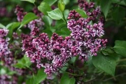 Syringa Vulgaris 'Sensation' -Garden Plant Store pl0000008055 card4 lg