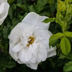 Rosa 'Blanc Double De Coubert' 7 Rosa 'Blanc Double De Coubert' -Garden Plant Store pl0000077824 card3 lg