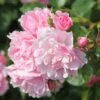 Rosa Bonica ('Meidomonac') (PBR) -Garden Plant Store pl0000077825