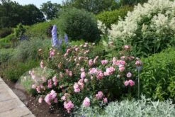 Rosa Bonica ('Meidomonac') (PBR) -Garden Plant Store pl0000077825 card4 lg