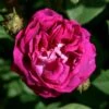 Rosa 'William Lobb' 1 Rosa 'William Lobb' -Garden Plant Store pl0000077827
