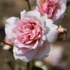 Rosa 'Felicia' -Garden Plant Store pl0000077849