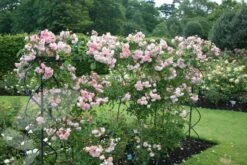 Rosa 'Felicia' -Garden Plant Store pl0000077849 card3 lg