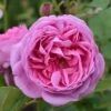 Rosa 'Louise Odier' -Garden Plant Store pl0000077899