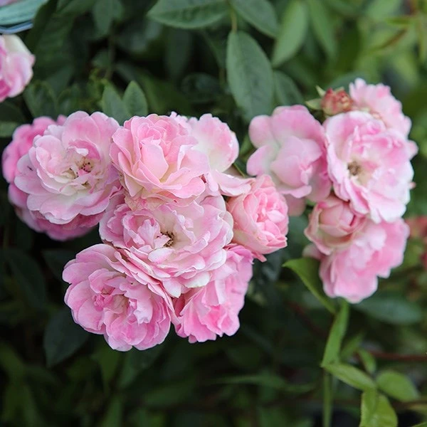 Rosa Pearl Anniversary ('Whitston') (PBR) 4 Rosa Pearl Anniversary ('Whitston') (PBR) - Image 2